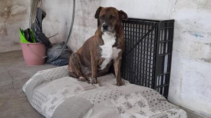 Ya está a salvo en su hogar de tránsito.