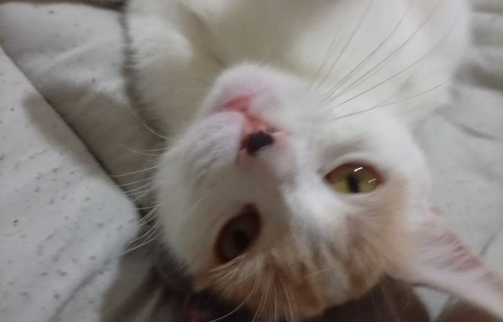 Temen que Katy haya sido atacada por la jauría.