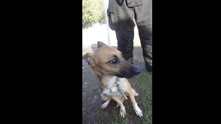 bomberos de lomas evito que un perro muera ahogado