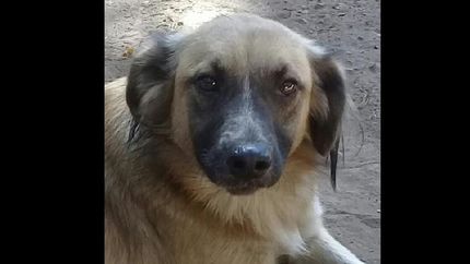 uno de los 23 perritos que necesitan la ayuda de las personas solidarias.