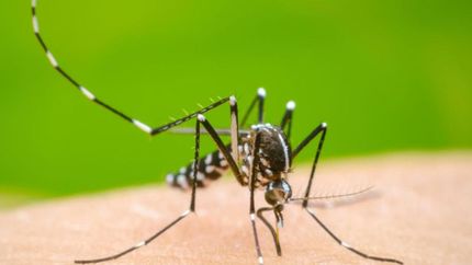 La Argentina atraviesa un pico histórico de casos de dengue.
