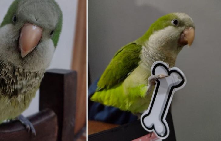 El loro está desaparecido desde el pasado 2 de octubre.