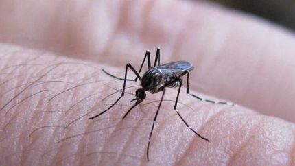 advierten que el brote de dengue llegaria en un mes
