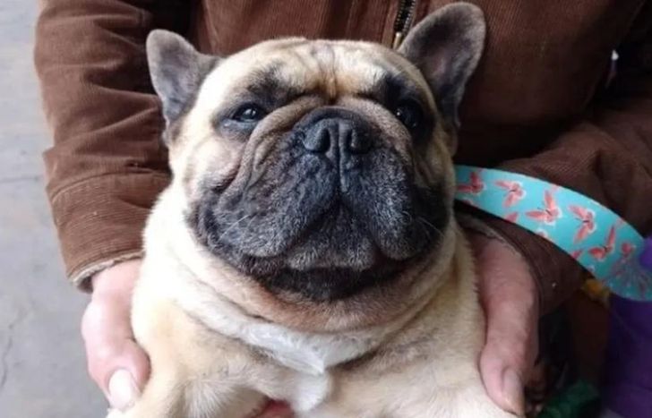 Cooper, el perro del empresario descuartizado.