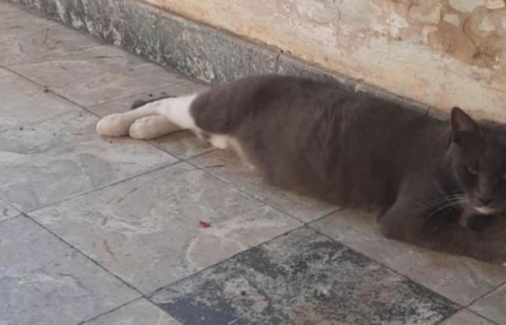 El gato al que intentó cazar el ave.