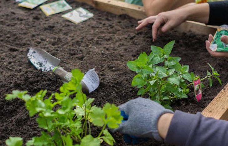 Pata tener verduras propias.