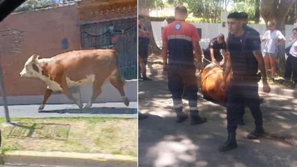 El bovino fue protagonista de la jornada y acaparó todas las miradas.