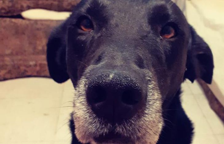 Mozzie tiene que volver a su hogar.