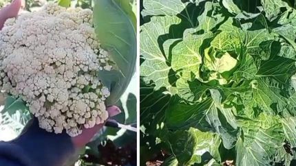 El espacio cuenta con una huerta orgánica y quieren incentivar a los vecinos a que hagan la suya.