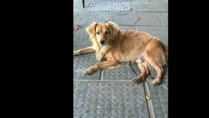 necesitan todo tipo de ayuda.