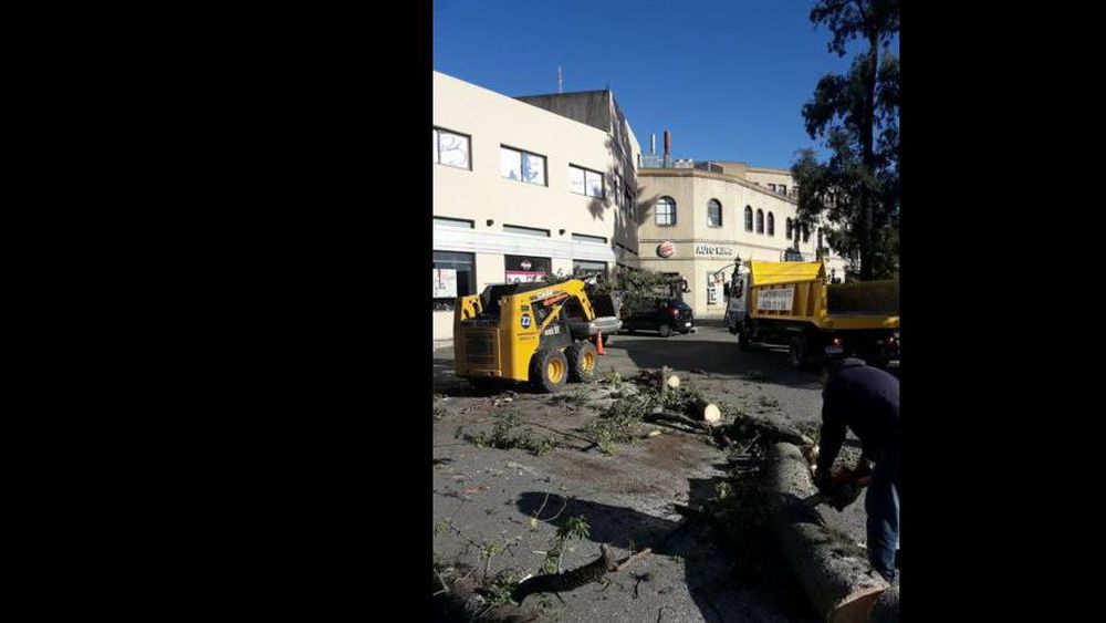 Retiro de árboles en Ezeiza tras los fuertes vientos