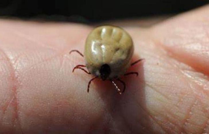 La mordedura de una garrapata infectada puede provocar la Enfermedad de Lyme.