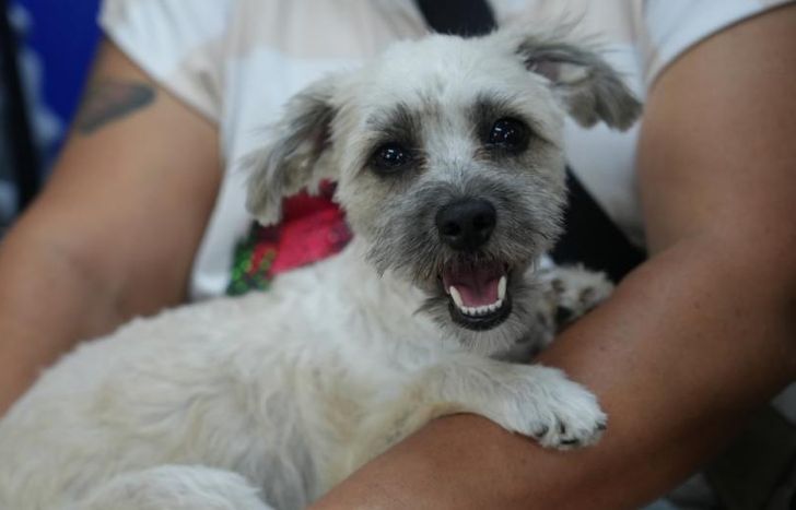 Los animales sufren mucho las altas temperaturas.