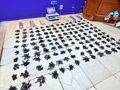 La droga incautada por la Policía Federal en Budge.