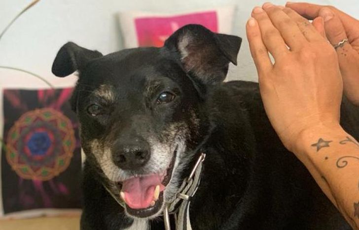 Celina se dedica a colaborar con dolencias o en el comportamiento de los animales.