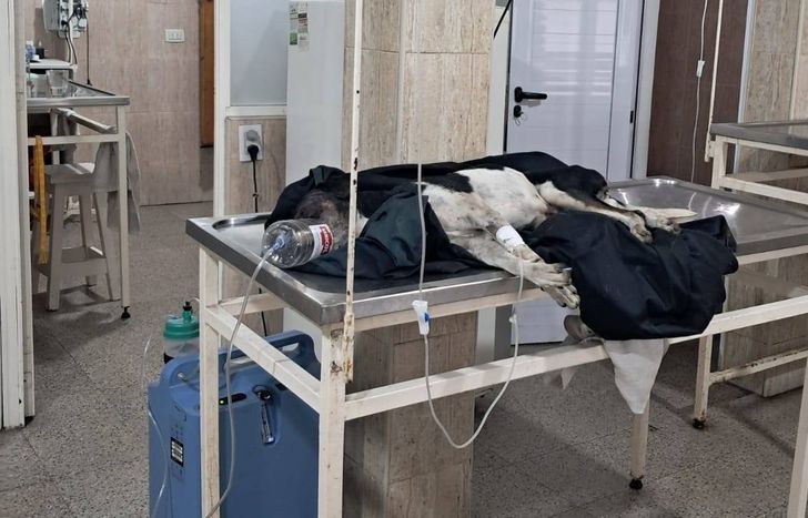 El perro, gravemente herido en la veterinaria. Murió poco después.