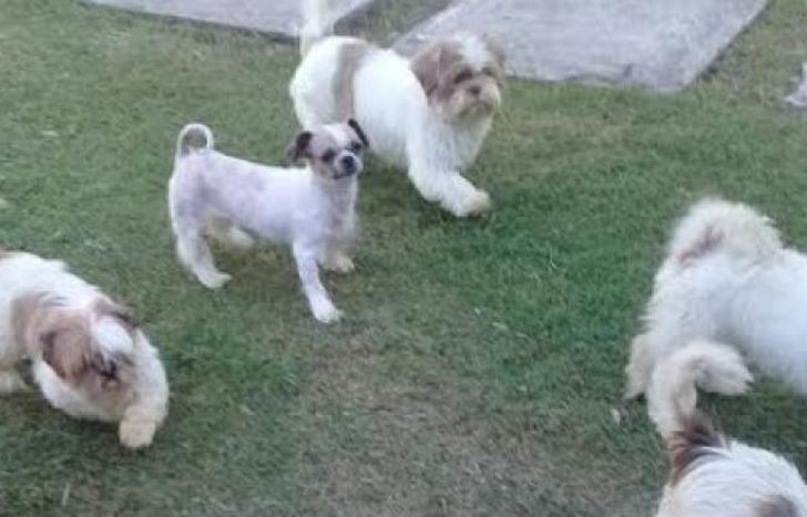 Vacaciones divertidas para ellos.