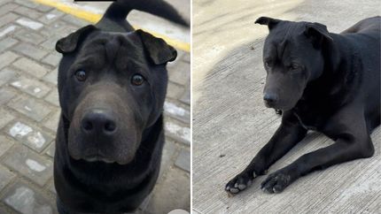 La comunidad de Banfield busca intensamente al perro, de quien no se sabe nada desde hace una semana.