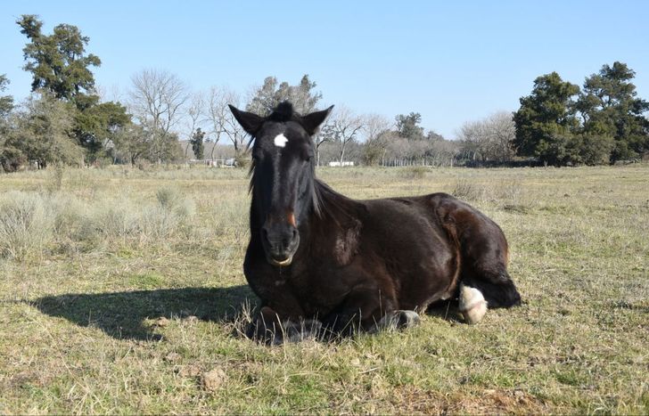 La ONG de Lomas tiene cerca de 30 caballos rescatados que viven en el refugio.