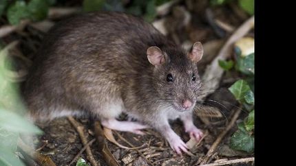 El hantavirus es una enfermedad viral transmitida por ratones.