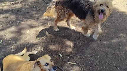 Cada compra de número es fundamental para que ellos puedan seguir en el refugio.