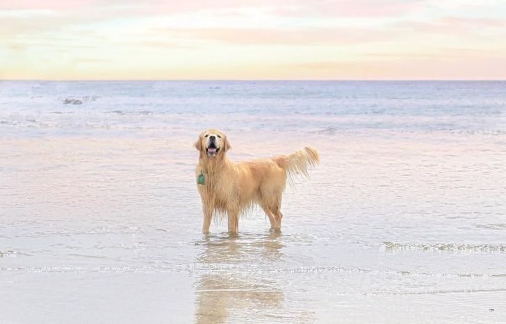 Hacía apenas dos meses que el golden de Banfield había cumplido 11 años.&nbsp;