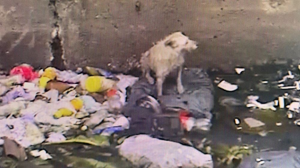 El perro fue visto por las cámaras del Centro de Monitoreo.