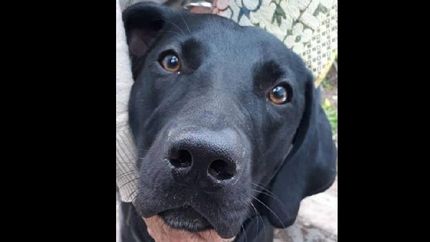 se viene el dia del animal en lomas