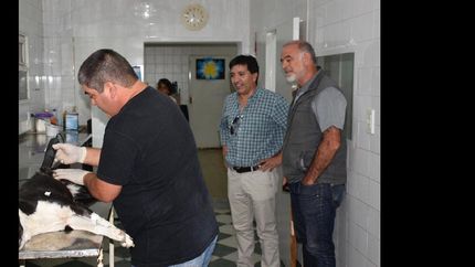 zoonosis de brown, modelo provincial