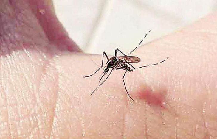 En la temporada se registraron 53 muertes.