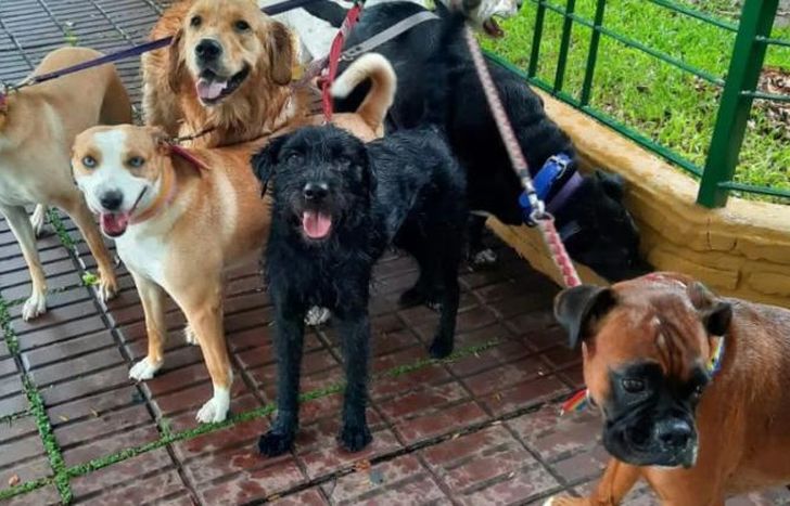 Hay que ayudar a las mascotas.