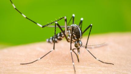 Mientras tanto, es clave prevenir la propagación del mosquito transmisor.