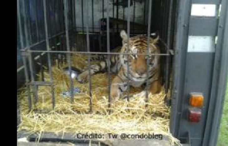 tigre