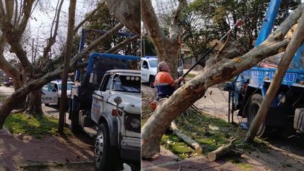Así quedó el árbol y el poste tras el impacto.