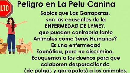 El flyer, con información concisa, busca generar conciencia.