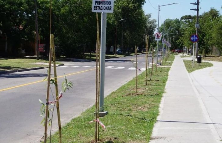 Sigue avanzando el plan de forestación local.