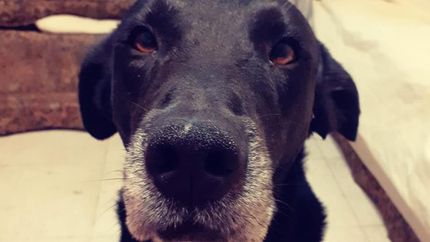 Mozzie tiene que volver a su hogar. Mozzie tiene que volver a su hogar.