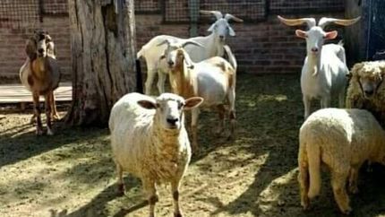Cuentan con varios animales de granja y deben cubrir los gastos.