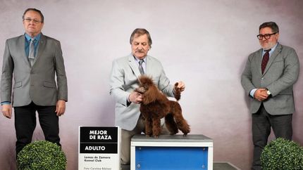 lomas: inicio la inscripcion para participar de la expo canina 2025