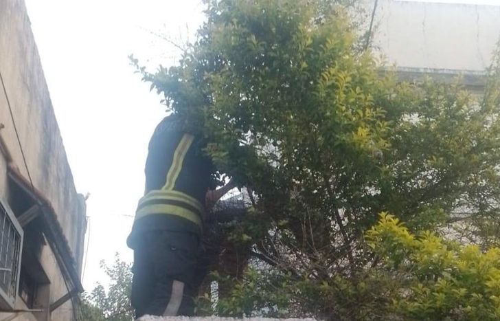 Bomberos del Destacamento Banfield intervinieron en el lugar.