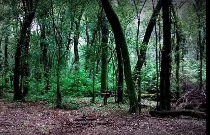 Será en la zona cercana a la laguna.