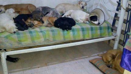 Están trabajando para salvarlos a ellos.