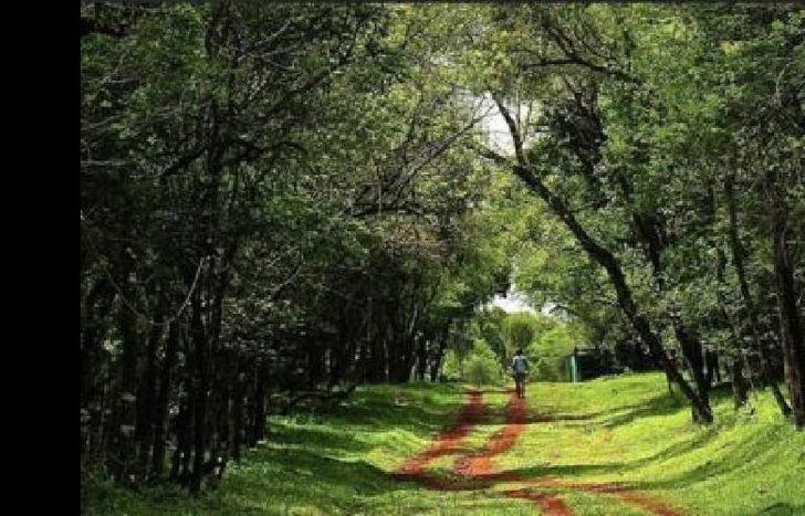 arbol