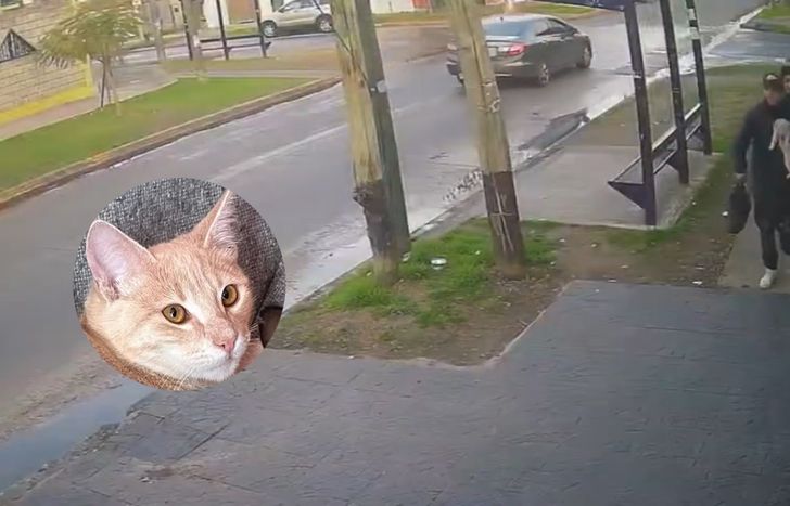 Recuperaron al gato robado.