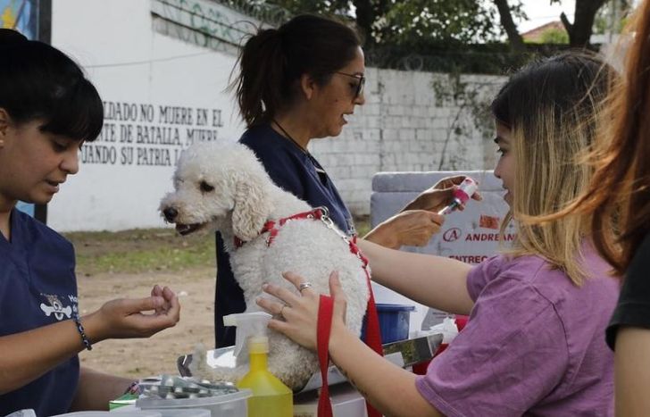 Aplicarán vacunas antirrábicas y desparasitaciones a perros y gatos.