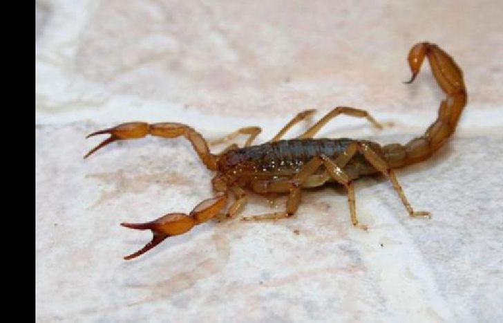 lo picó cuando estaba por calzarse un botín.