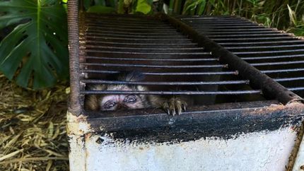 Diario La Unión | Las especies estaban en condiciones deplorables.