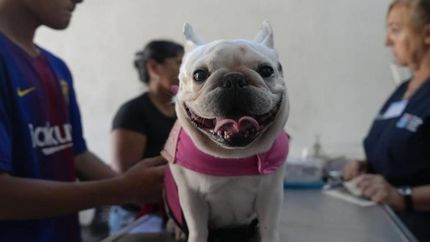 El Hospital de Animales de Lomas informó cuáles serán los horarios de atención durante los feriados de Carnaval.