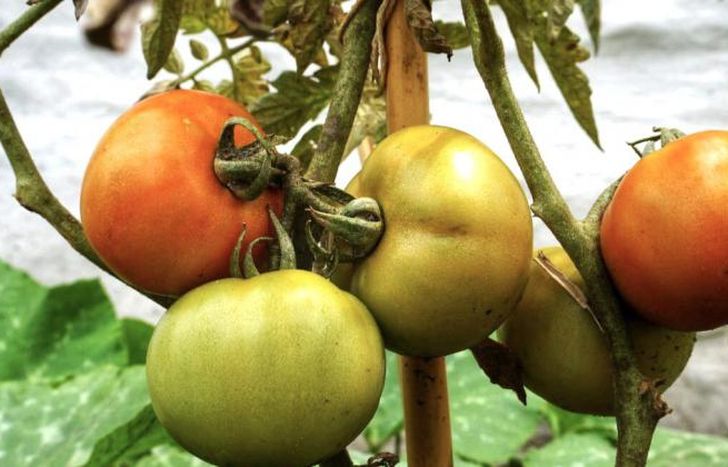 La soberanía alimentaria, uno de los objetivos.
