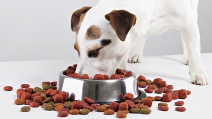 La vuelta a la presencialidad también afecta a las mascotas.